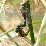 migrant hawker pair